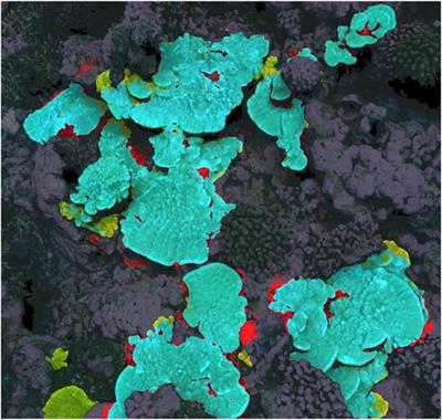 Automated 2D, 2.5D, and 3D Segmentation of Coral Reef Pointclouds and Orthoprojections